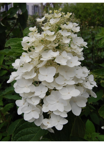 HYDRANGEA paniculata KYUSHU