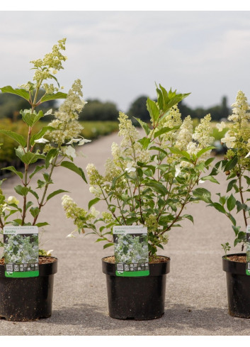 HYDRANGEA paniculata En pot de 3-4 litres