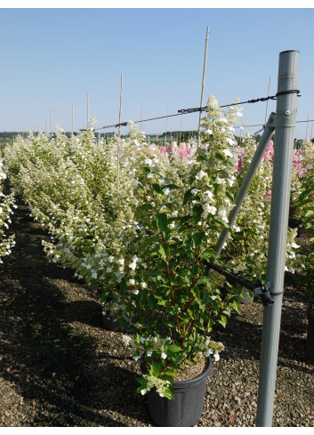 HYDRANGEA paniculata KYUSHU En pot de 15-20 litres