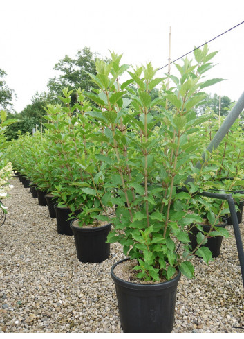 HYDRANGEA paniculata KYUSHU En pot de 15-20 litres