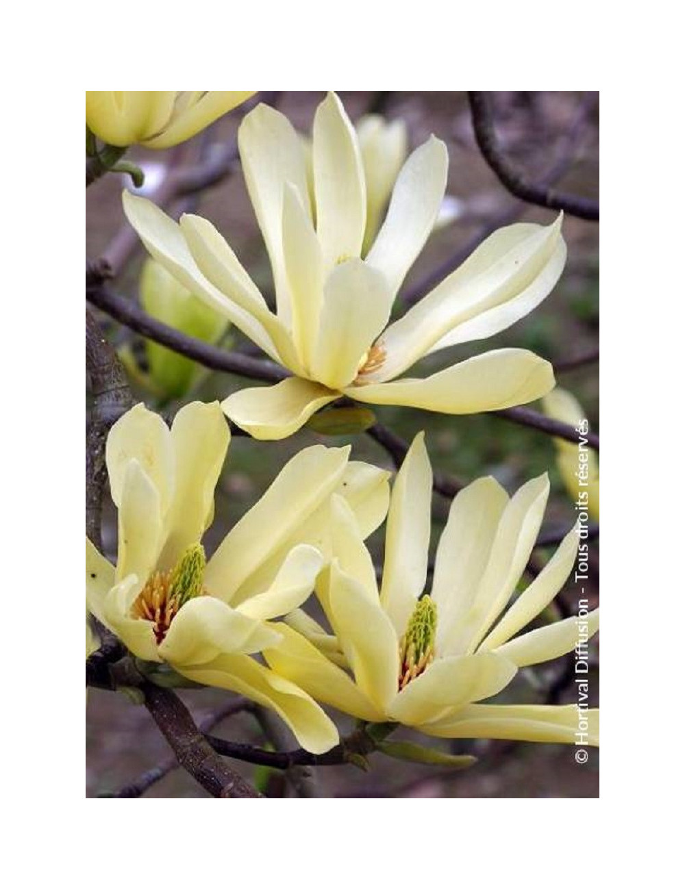 MAGNOLIA BUTTERFLIES