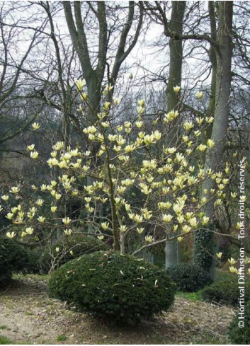 MAGNOLIA BUTTERFLIES