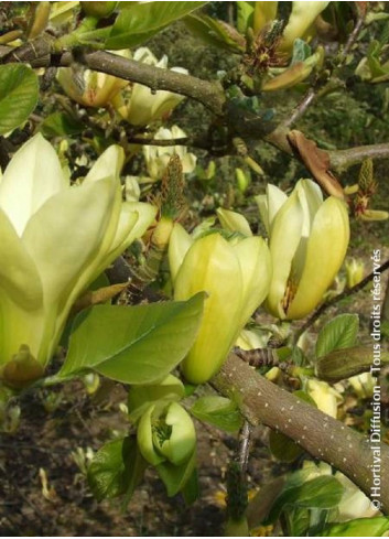 MAGNOLIA BUTTERFLIES