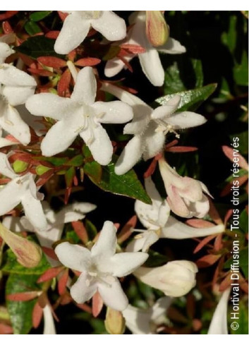 ABELIA grandiflora SHERWOOD