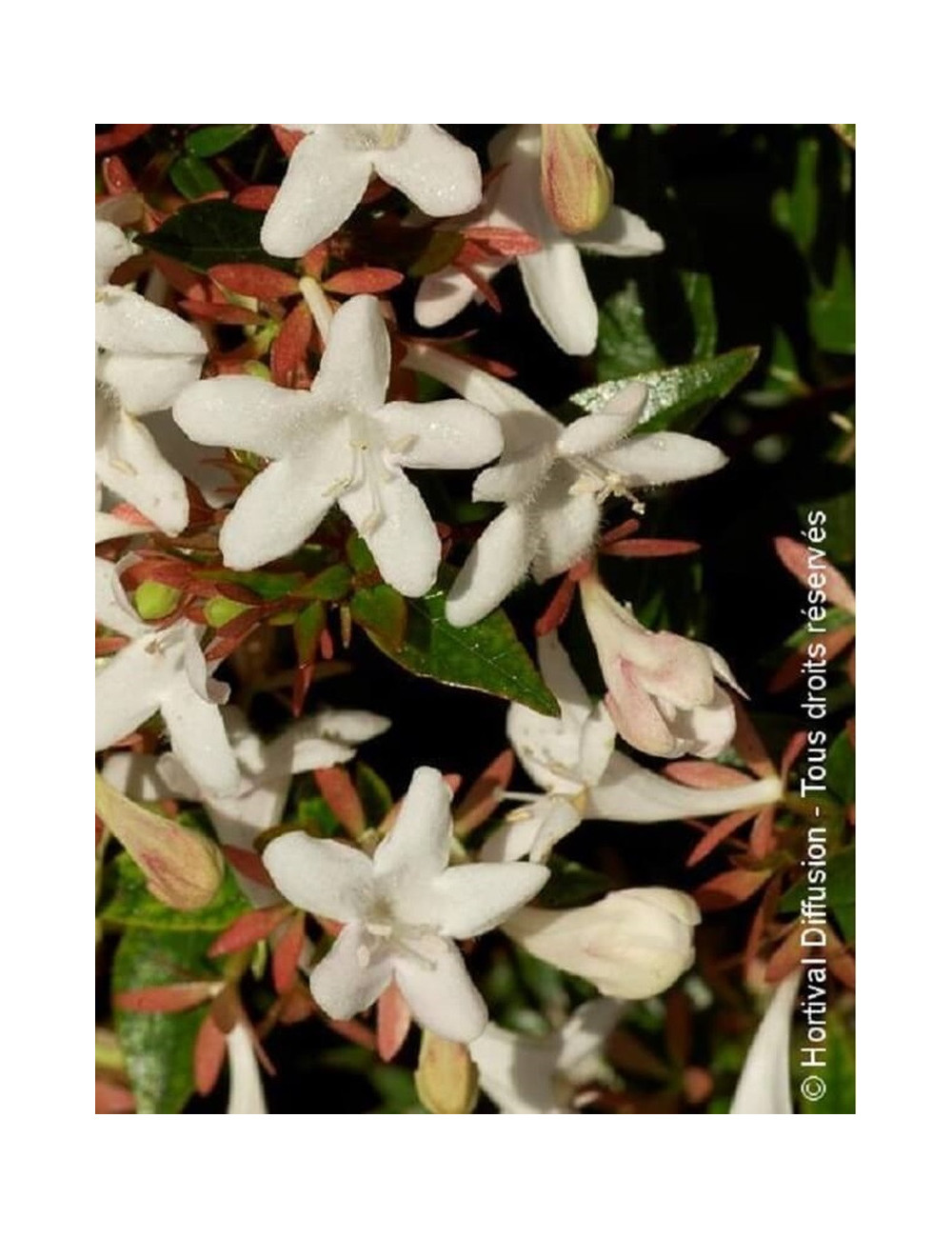 ABELIA grandiflora SHERWOOD