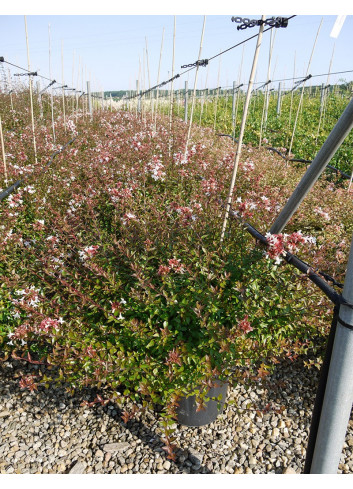 ABELIA grandiflora SHERWOOD En pot de 15-20 litres