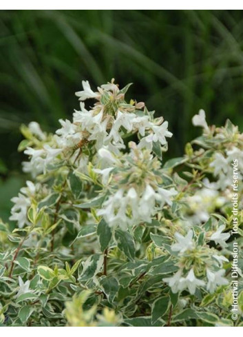 ABELIA grandiflora SPARKLING SILVER