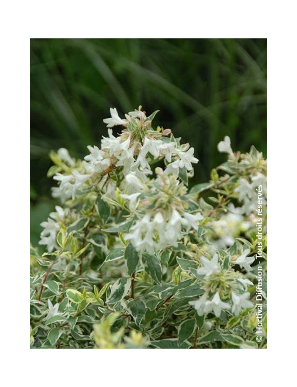 ABELIA grandiflora SPARKLING SILVER