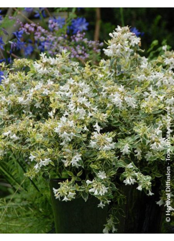 ABELIA grandiflora SPARKLING SILVER