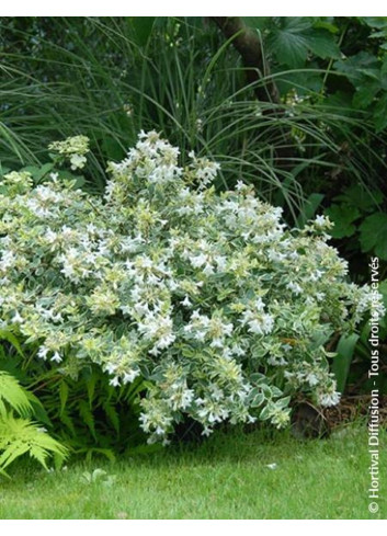 ABELIA grandiflora SPARKLING SILVER