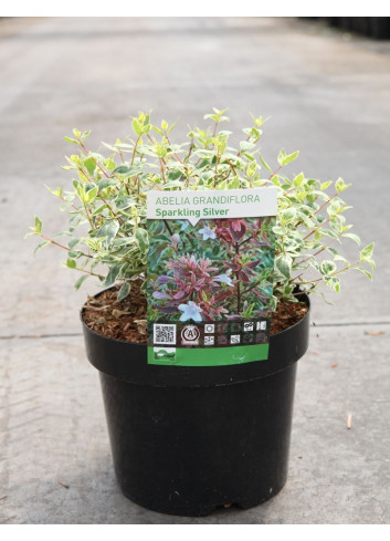 ABELIA SPARKLING SILVER En pot de 3-4 litres