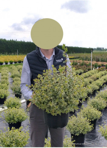 ABELIA SPARKLING SILVER En pot de 10-12 litres