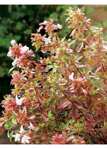 ABELIA SUNSHINE DAYDREAM