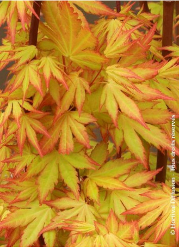 ACER palmatum ORANGE DREAM