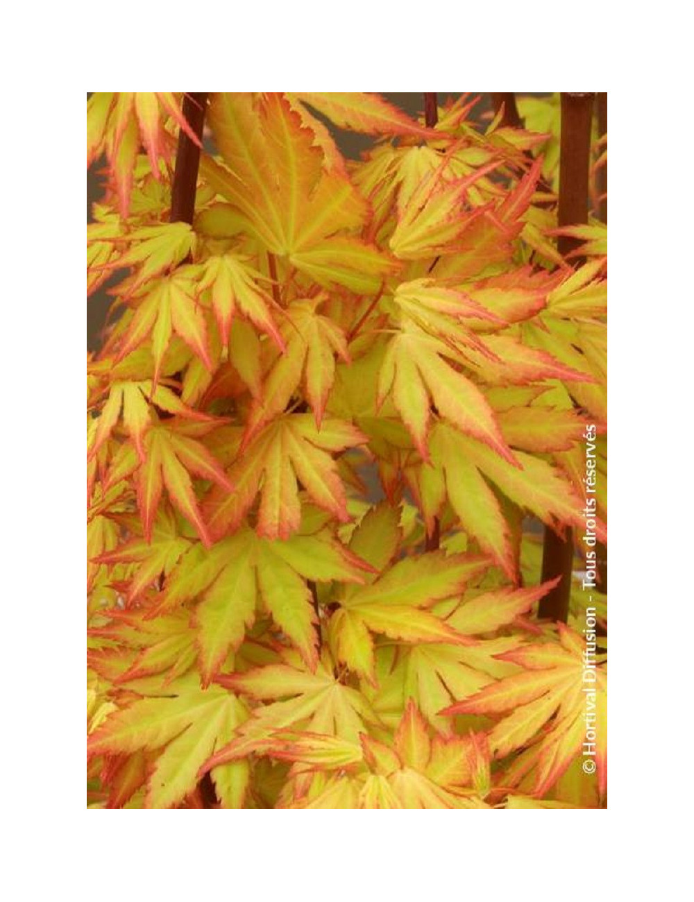 ACER palmatum ORANGE DREAM