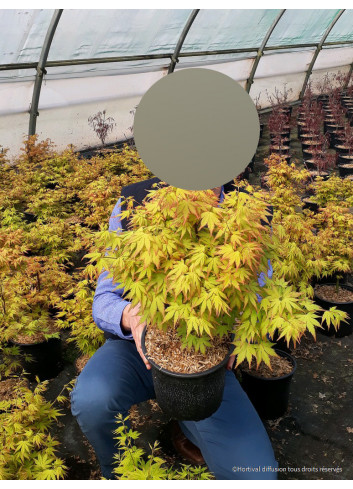 ACER palmatum ORANGE DREAM En pot de 4-5 litres