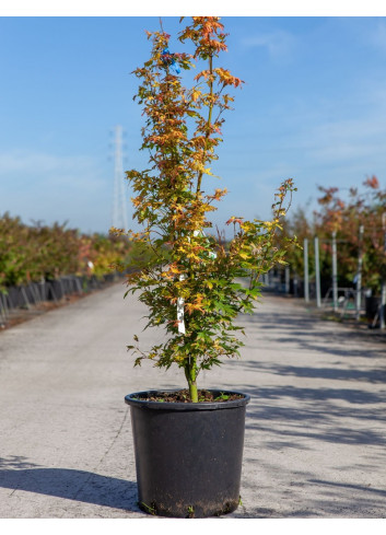 ACER palmatum ORANGE DREAM En pot de 15-20 litres