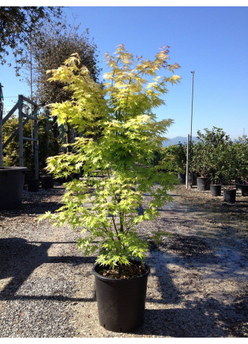 ACER palmatum ORANGE DREAM En pot de 25-30 litres