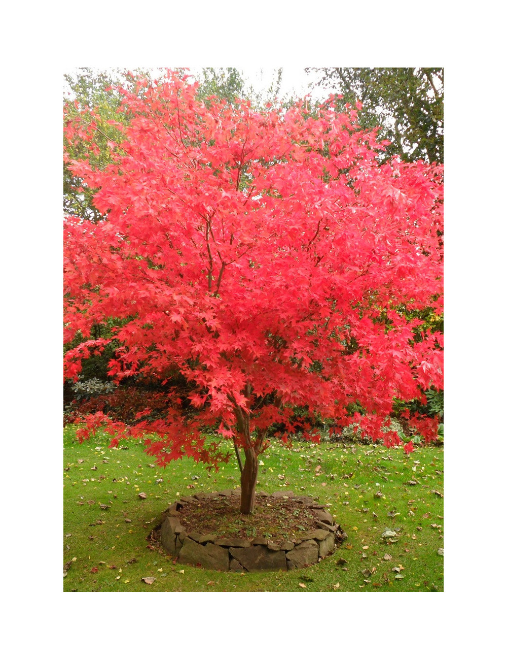 ACER palmatum OSAKAZUKI