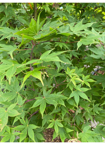 ACER palmatum OSAKAZUKI