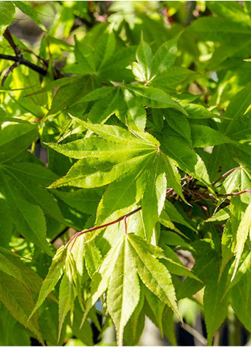 ACER palmatum OSAKAZUKI