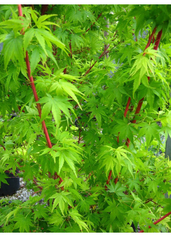 ACER palmatum SENKAKI ou SANGOKAKU