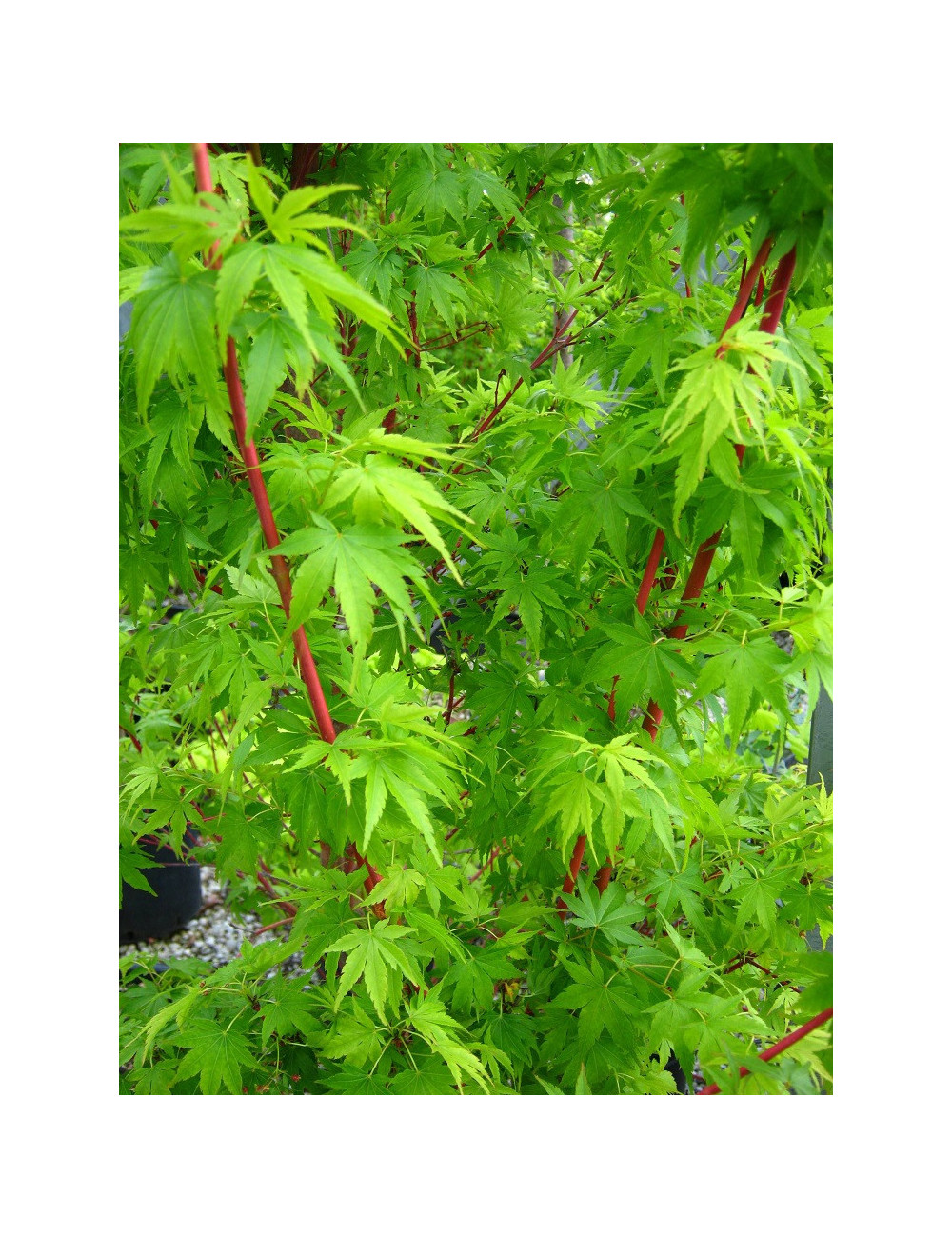 ACER palmatum SENKAKI ou SANGOKAKU