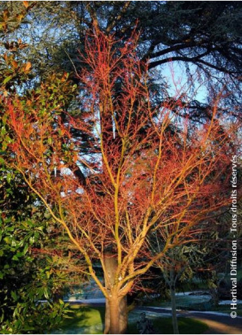 ACER palmatum SENKAKI ou SANGOKAKU