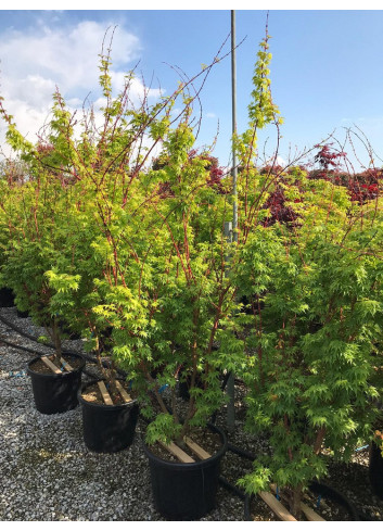 ACER palmatum SENKAKI ou SANGOKAKU En pot de 25-30 litres