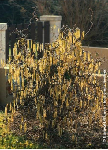 CORYLUS avellana CONTORTA