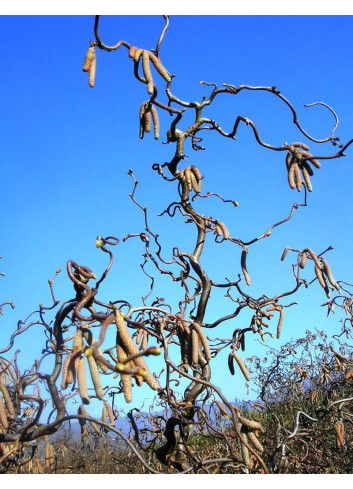 CORYLUS avellana CONTORTA