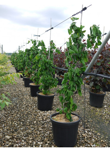 CORYLUS avellana CONTORTA En pot de 15-20 litres