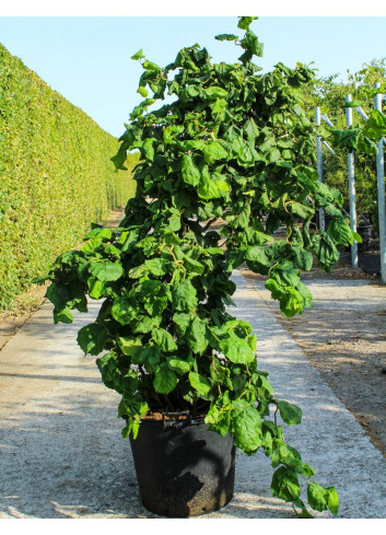 CORYLUS avellana CONTORTA En pot de 70-90 litres