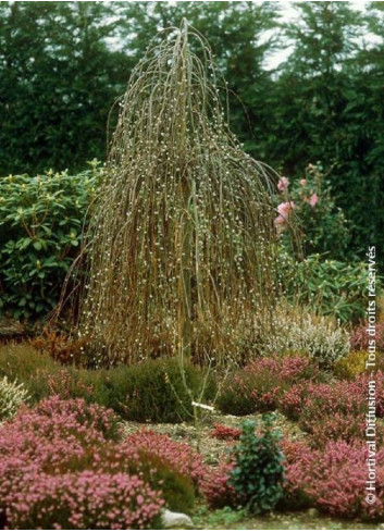 SALIX caprea PENDULA