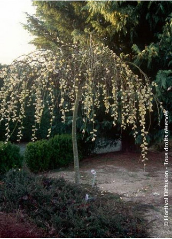 SALIX caprea PENDULA