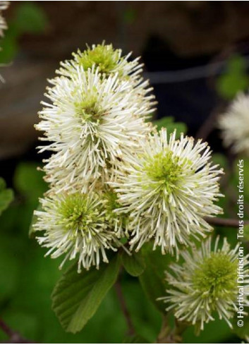 FOTHERGILLA major