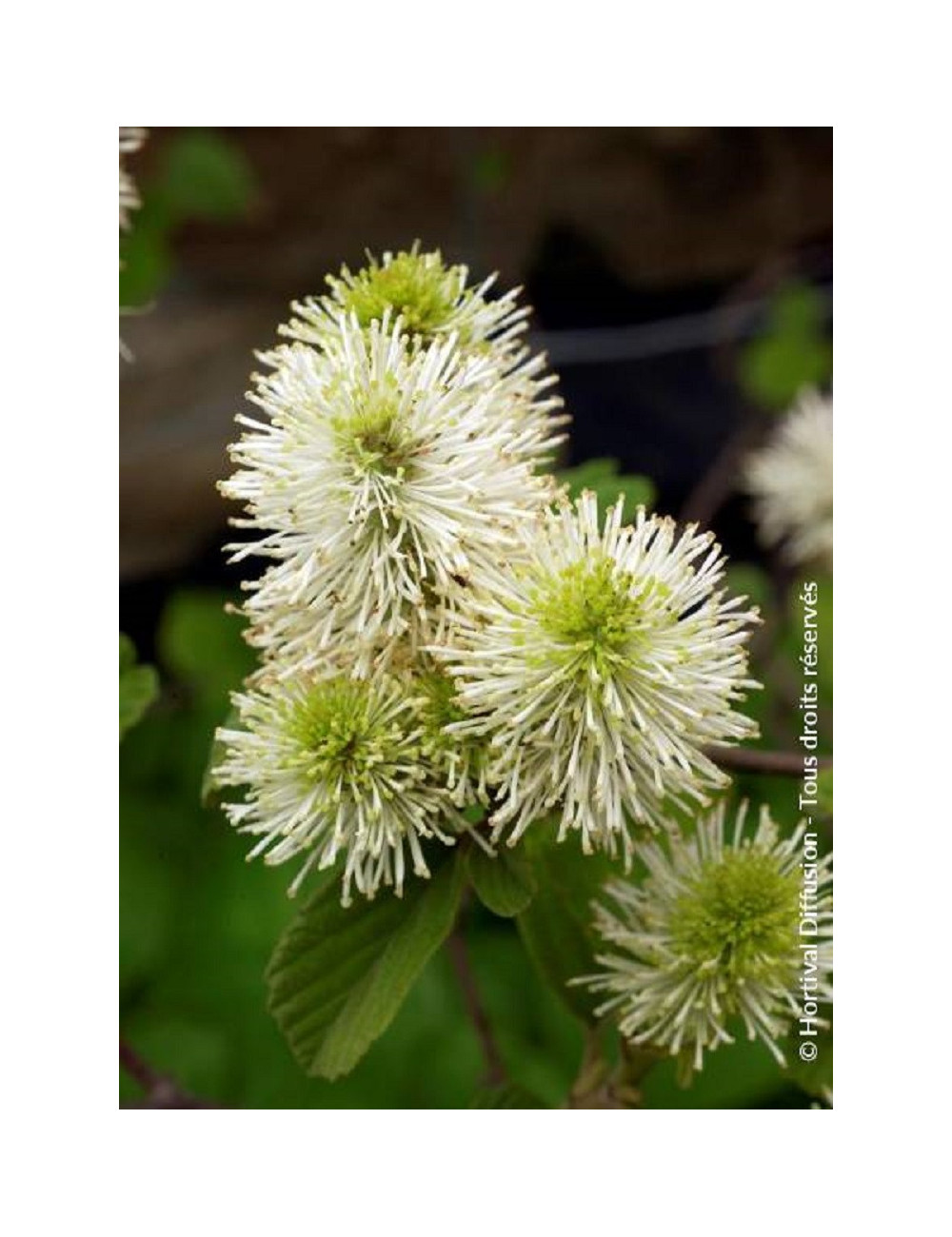 FOTHERGILLA major