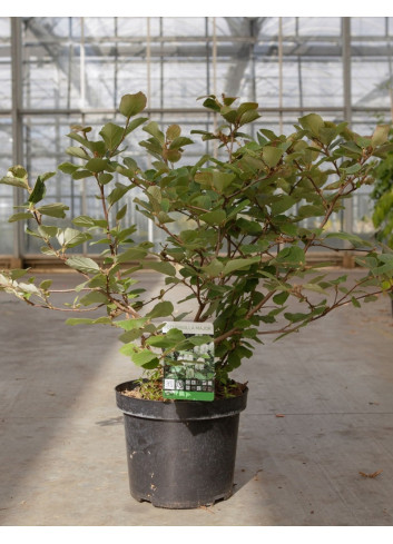 FOTHERGILLA major En pot de 10-12 litres