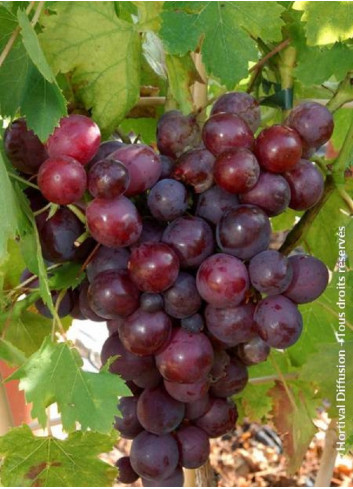 VIGNE DE TABLE CARDINAL