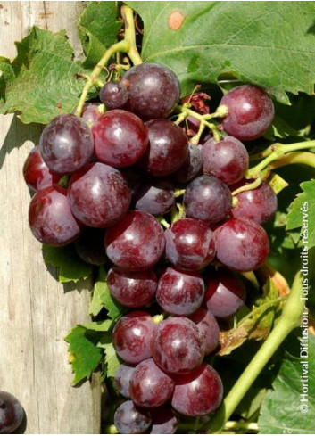 VIGNE DE TABLE CARDINAL