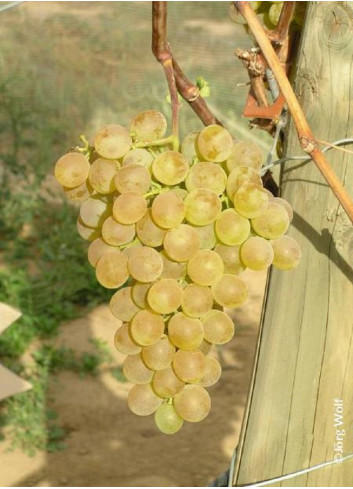 VIGNE DE TABLE FANNY