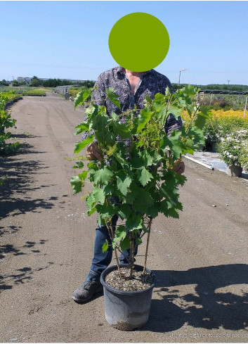 VIGNE DE TABLE En pot de 15-20 litres forme espalier