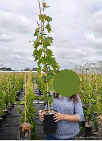 VIGNE DE TABLE En pot de 4-5 litres