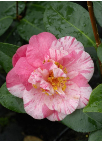 CAMELLIA japonica TRAVERSO