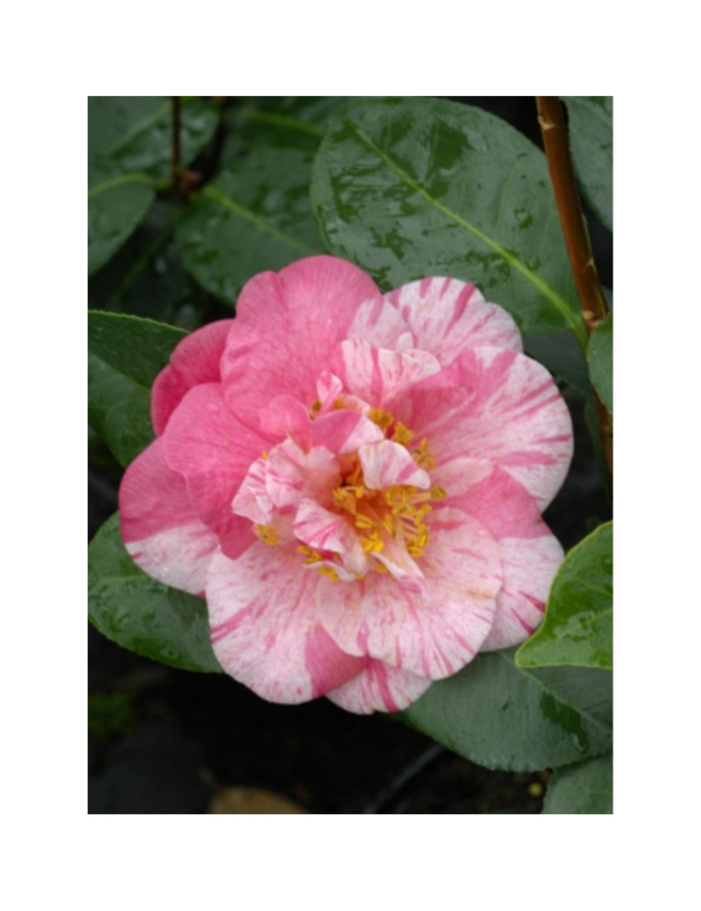 CAMELLIA japonica TRAVERSO