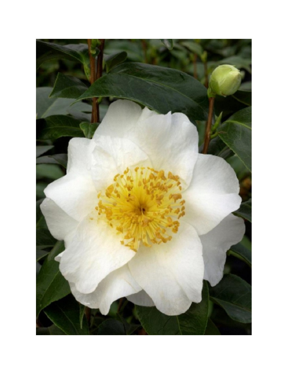 CAMELLIA japonica SILVER MAYER