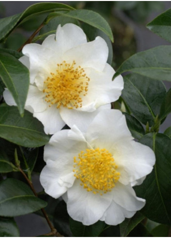 CAMELLIA japonica SILVER MAYER