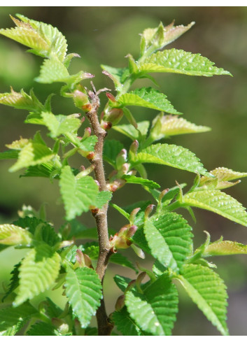 ULMUS minor JACQUELINE HILLIER