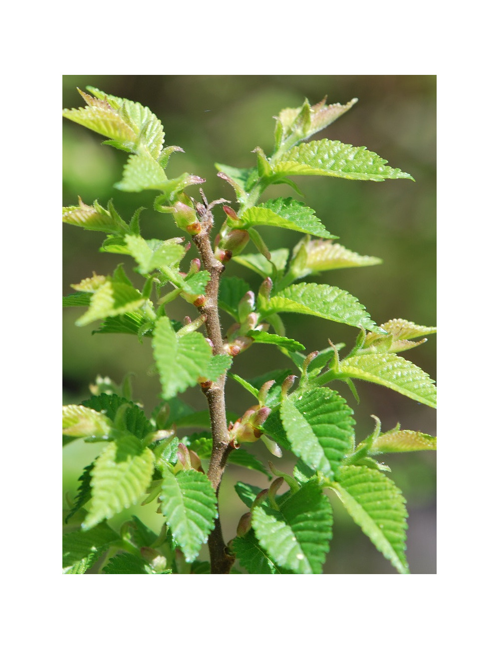 ULMUS minor JACQUELINE HILLIER