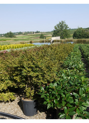 ULMUS minor JACQUELINE HILLIER En pot de 15-20 litres